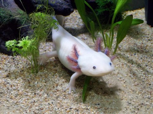 Axolotl, l’animale dei Miracoli