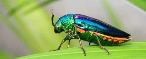 Perché alcuni animali hanno colori iridescenti? Lo studio