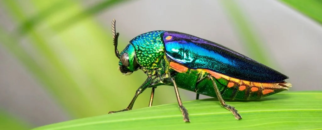 Perché alcuni animali hanno colori iridescenti? Lo studio