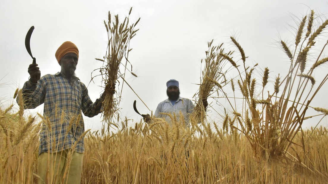 India vieta le esportazioni di grano. Nuovo boom dei prezzi in arrivo