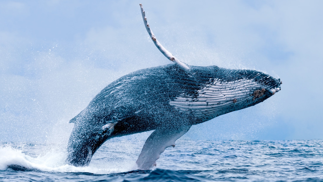 Una balena schiaccia uno yacht turistico al largo delle coste del Messico. Il video