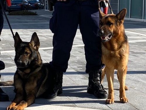 Polonia: campagna di sensibilizzazione in una scuola, ma i cani antidroga fanno arrestare tre alunni