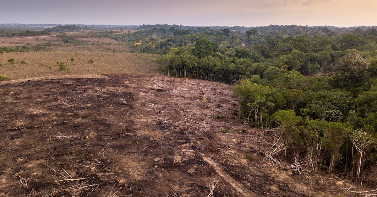 Amazzonia: disboscata un’area di 1.000 chilometri quadrati in un mese. È record