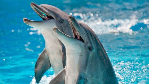 Anche i delfini hanno diversi ‘accenti regionali’. La scoperta degli scienziati