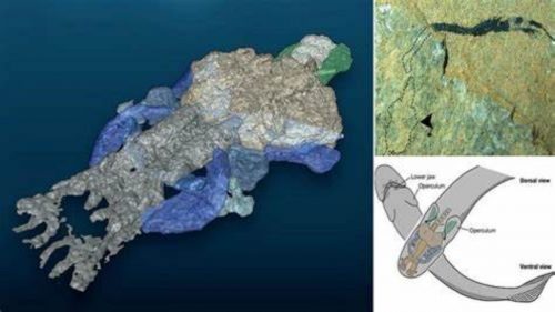 Scozia: scoperto fossile di uno dei più antichi antenati dell’uomo