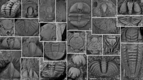 Cina: scoperti fossili di trilobiti risalenti a 400 milioni di anni fa