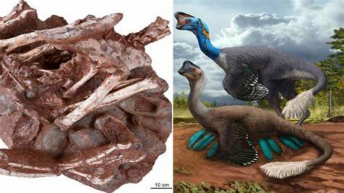 Scoperto il fossile di un dinosauro morto mentre covava le sue 24 uova