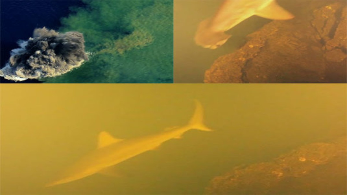 Il vulcano sottomarino dove vivono gli squali “mutanti” sta per eruttare