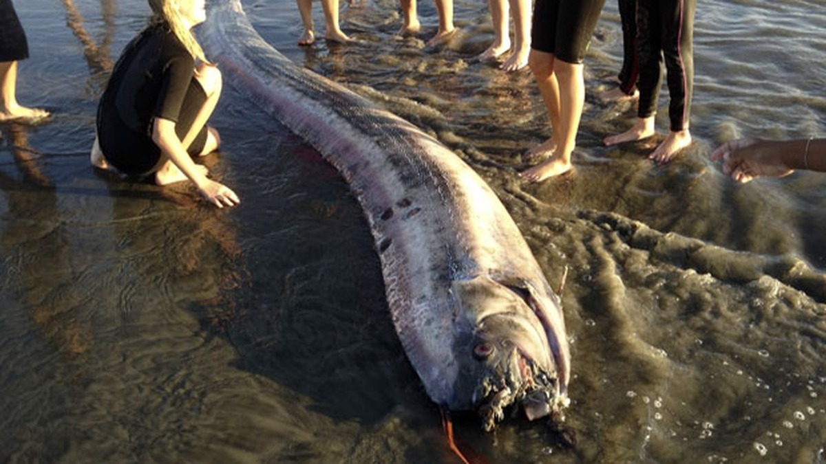 Nuova Zelanda: raro pesce abissale ritrovato su una spiaggia