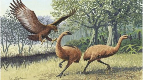 I primi uomini arrivati in Australia mangiavano uova di un grosso uccello contribuendo alla sua estinzione