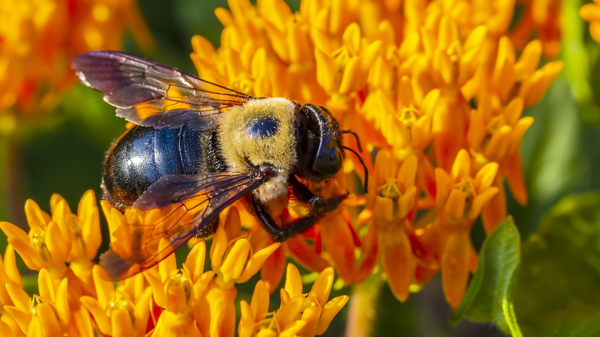 Le api sono capaci di contare e di riconoscere la differenza tra numeri pari e dispari