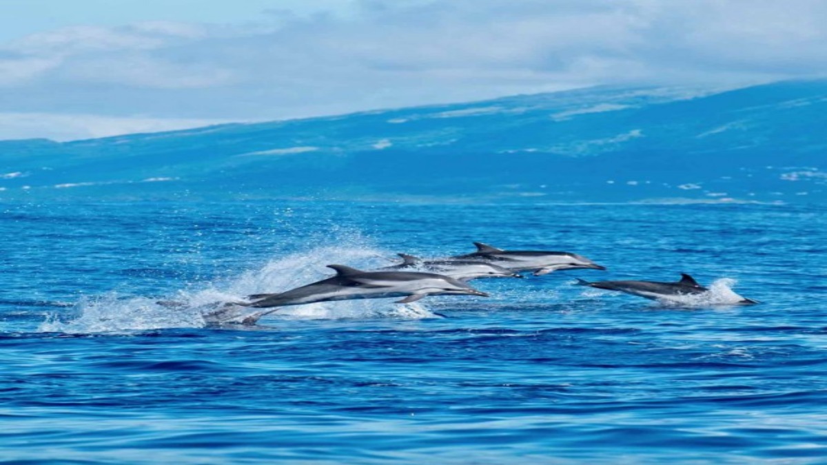 Un branco di delfini avvistato al largo della costa pugliese. VIDEO