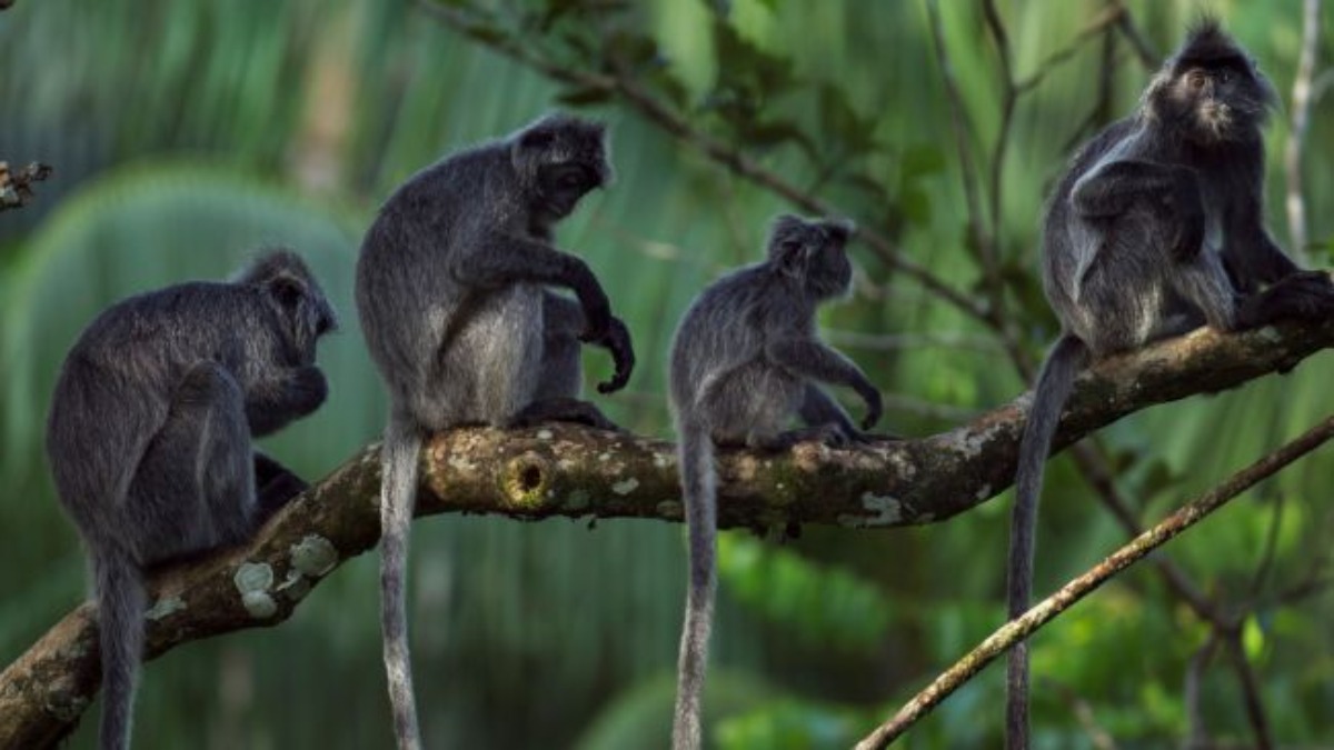 Avvistata nella foresta del Borneo una nuova specie di scimmia ibrida