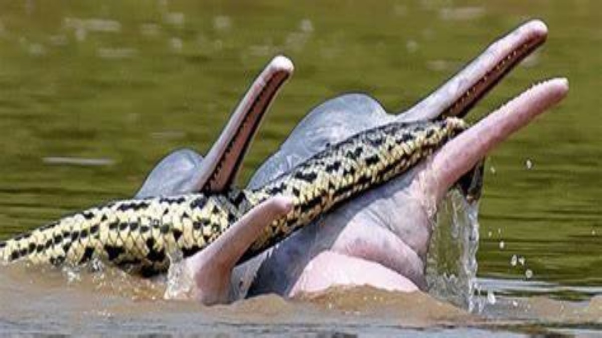 Bolivia: delfini osservati mentre giocano con un anaconda