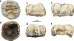 Un antico molare potrebbe colmare una lacuna nella storia dell’umanità