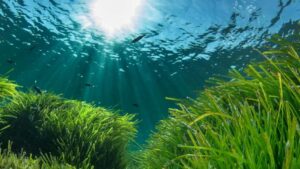 posidonia del mediterraneo