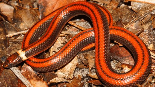 Scoprono in Paraguay una nuova specie di serpente di rara bellezza