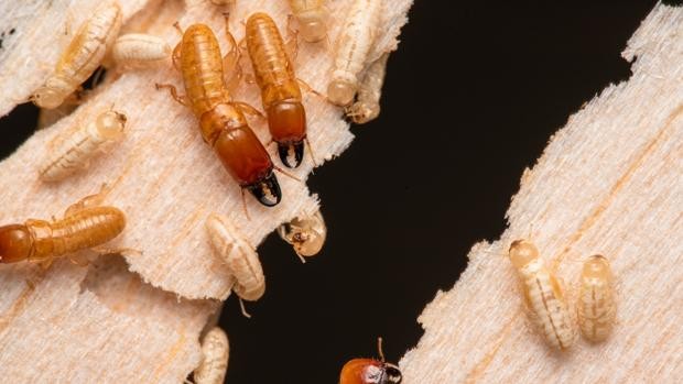 Le termiti hanno attraversato gli oceani almeno 40 volte in 50 milioni di anni. Lo studio