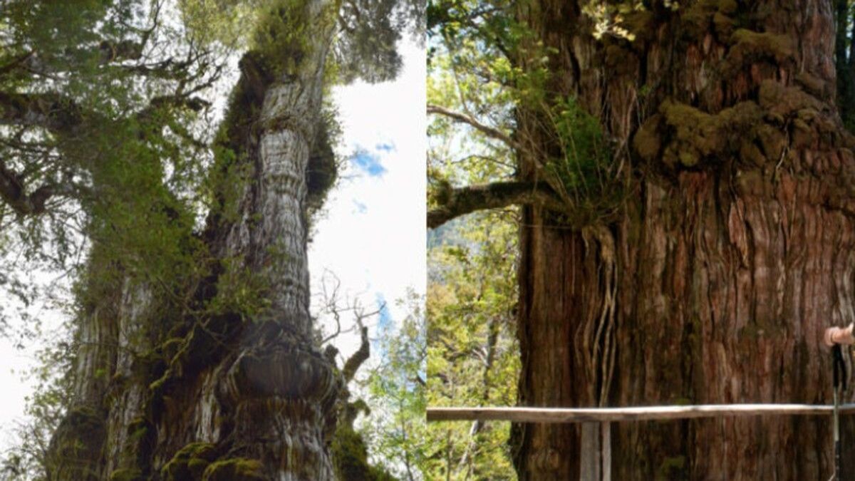 Brasile: ecco l’albero più antico del mondo