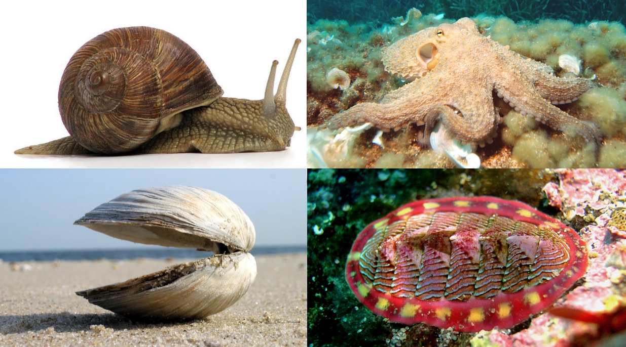 Molluschi, scoperte nuove Specie in Italia