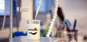 Danimarca: arriva la fabbrica di latte sintetico senza le mucche, copiato il gene delle proteine casearie