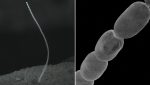 Scoperti i batteri più grandi del mondo: ‘Visibili anche ad occhio nudo’