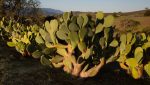I cactus possono ‘funzionare’ come antenne Wi-Fi a banda larga