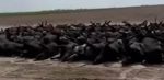 Kansas: il caldo estremo provoca strage di bovini