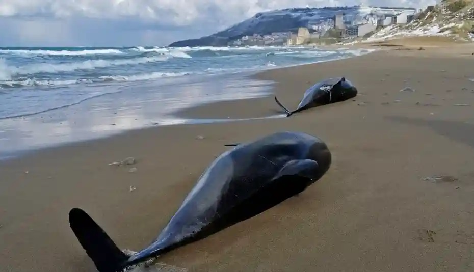 Strage di delfini nel Mar Nero: ‘Sonar usati in guerra li disorienta’