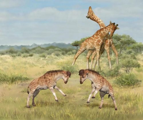 Perché le giraffe hanno il collo lungo? Scoperto un possibile motivo