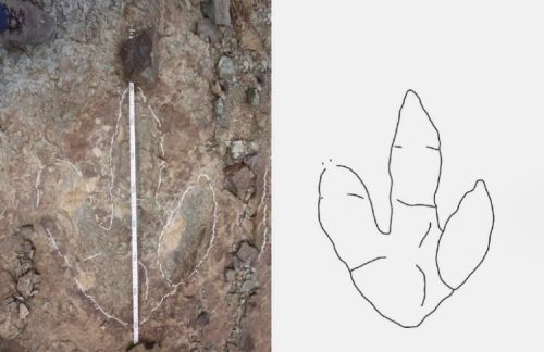 Gigantesche impronte di dinosauro scoperte in Marocco