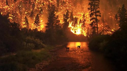 Registrato il più antico incendio boschivo sulla Terra. Risale al Siluriano