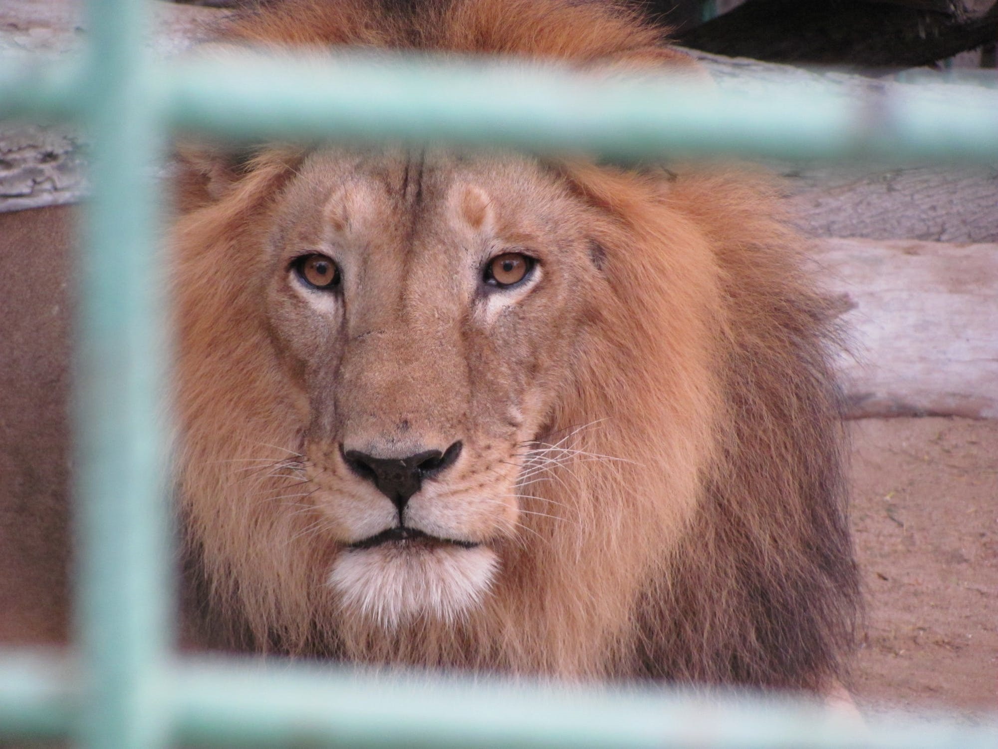 Giamaica: il guardiano di uno zoo infila mano nella gabbia del leone, ma gli mozza un dito [VIDEO]