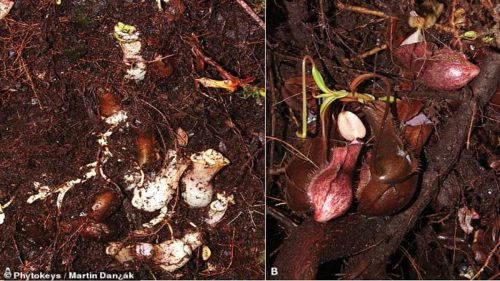 Indonesia: identificata nuova e incredibile pianta carnivora che utilizza “trappole sotterranee”