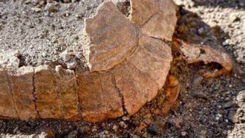 Incredibile scoperta a Pompei: riportata alla luce dopo 2mila anni una tartaruga con il suo uovo mai deposto