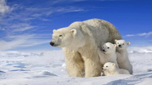 Una nuova popolazione di orsi polari è stata trovata in luogo “impossibile”