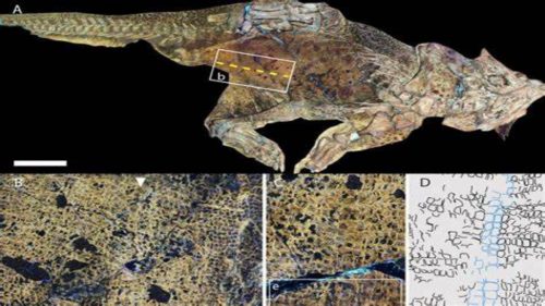 Cina: ecco l’ombelico fossile più antico mai osservato