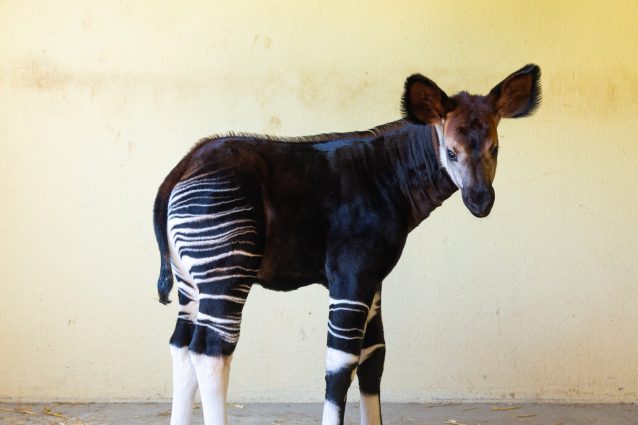 okapi-1.jpeg