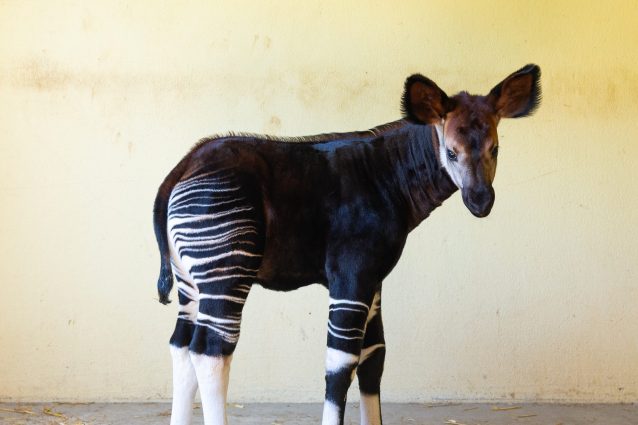 Nasce in Italia il primo esemplare di Okapi