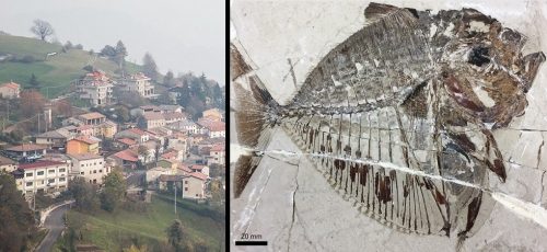 Un fossile di pesce luna spunta da una montagna in Veneto