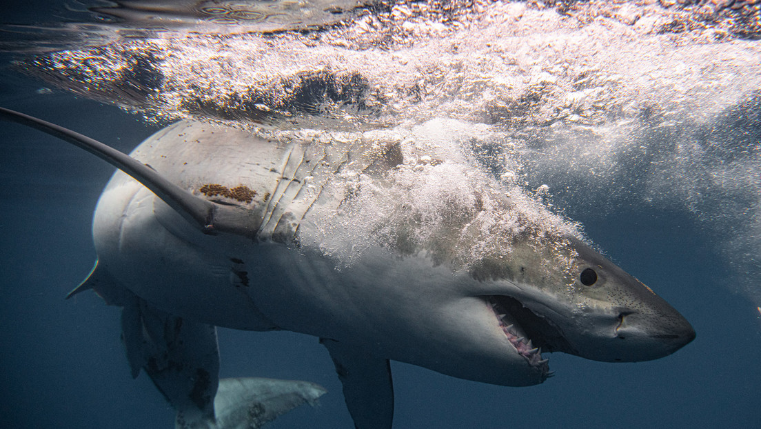 L’estinzione del megalodonte è stata provocata dagli squali. La ricerca