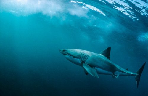 Sudafrica: grandi squali bianchi attaccati e uccisi da questi predatori