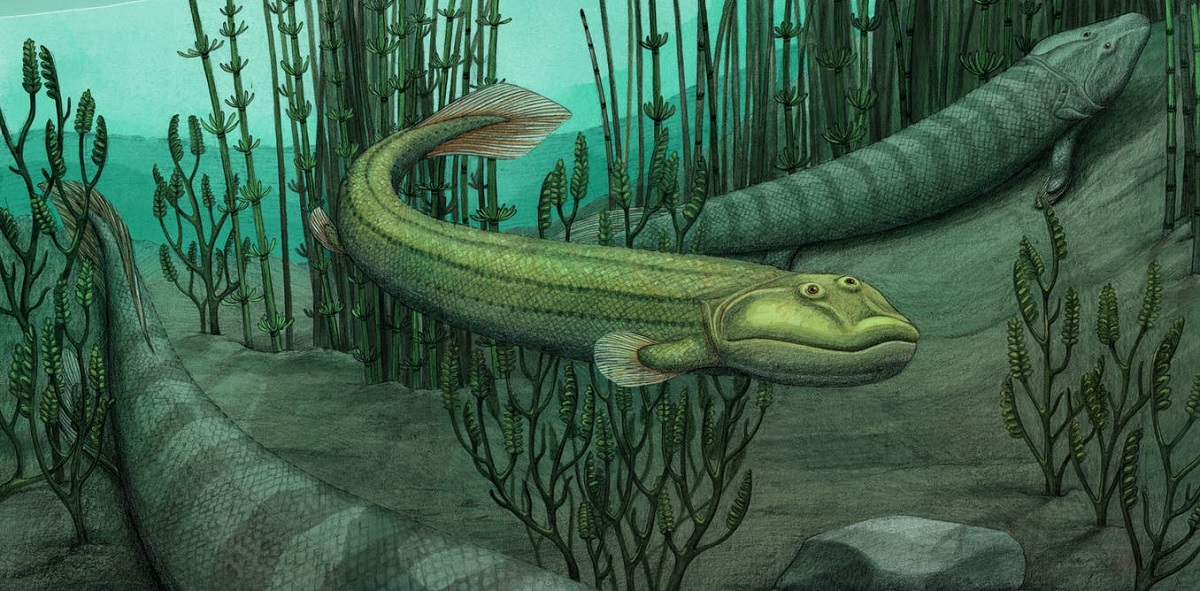 Un pesce a 4 zampe che scelse di tornare a vivere in acqua, lo studio su un fossile di 385 milioni di anni fa