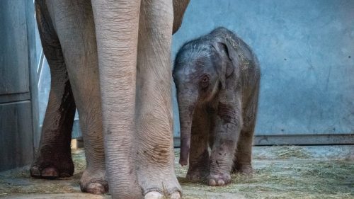 Un virus sta uccidendo gli elefanti dello zoo di Zurigo