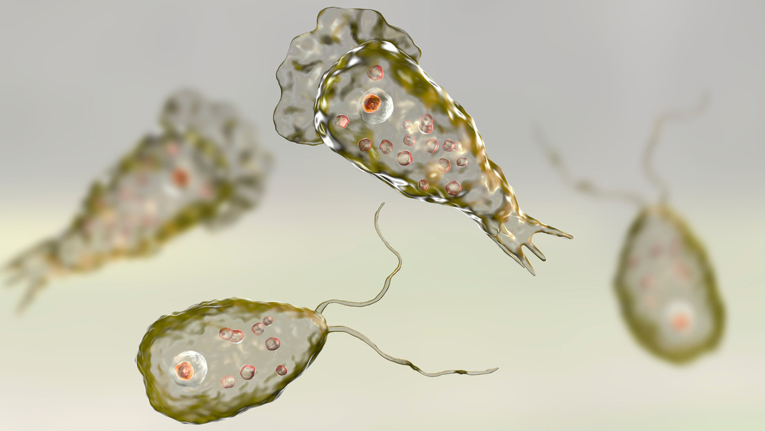 ameba-1.jpg