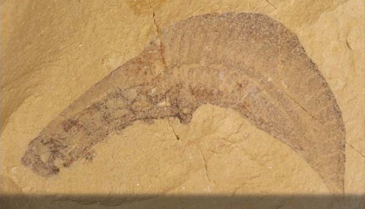 antico antenato dei vertebrati
