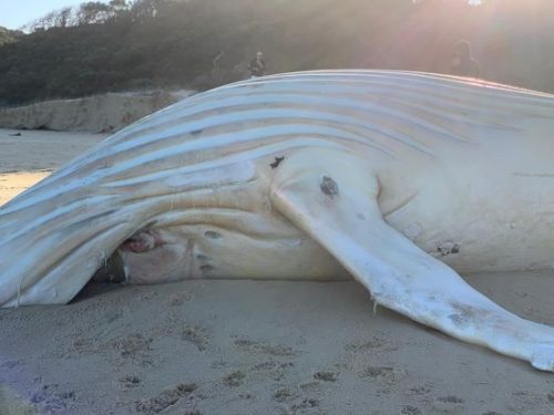 GIgantesca balena bianca si spiaggia sulle coste dell’Australia
