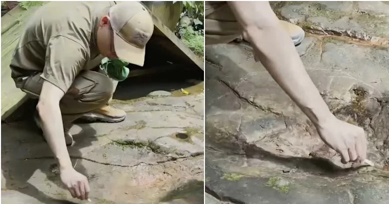 Cina: un cliente scopre impronta di dinosauro in un ristorante