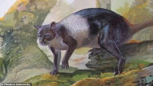 Papua Nuova Guinea: identificata una bizzarra specie di canguro gigante che viveva nel Pleistocene