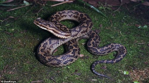 Cina: identificata nuova specie di serpente velenoso